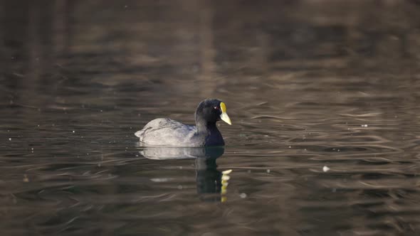 Fulica Leucoptera bird diving underwater and hunting fish in lake,close up