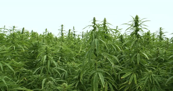 Organic textile hemp plants in a field