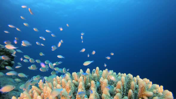 Underwater Seascape Blue Green Fish