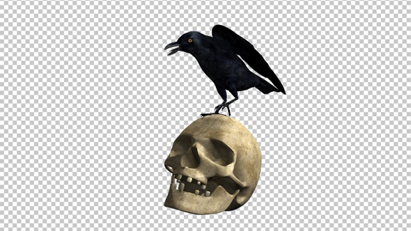 Black Raven and Human Skull - Transparent Loop
