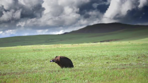 A Free Wild Vulture in Natural Habitat of Treeless Hills