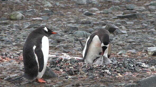 Penguins. Antarctica. A group of Penguins walking along the rocky shore in the Antarctic peninsula.