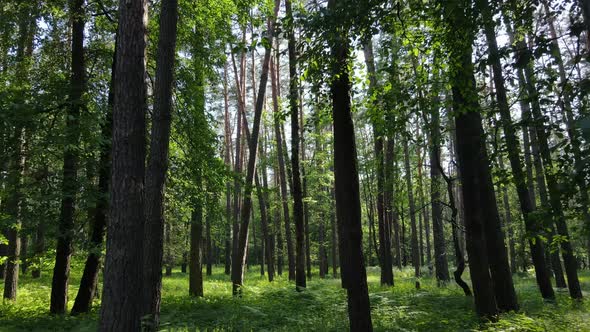 Trees in the Forest By Summer Day