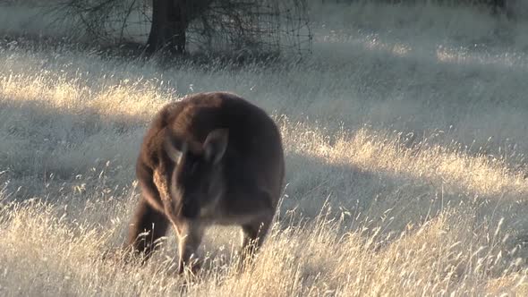 Kangaroo eating grass at Kangaroo Island