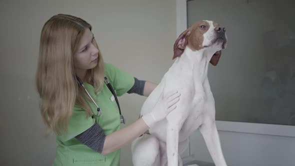 Professional Female Veterinarian Doctor in Green Uniform Examining the Belly of Big Pointer Dog