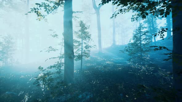 Morning Fog in Deep Forest