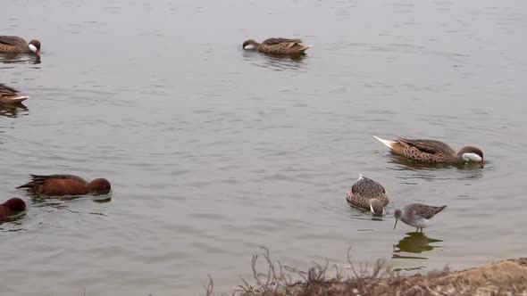 White-cheeked Pintail Duck and Andean Duck feeding in a pond slow motion