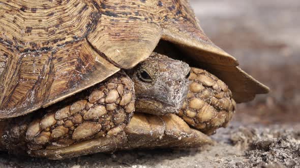 Close-up Of A Leopard Tortoise