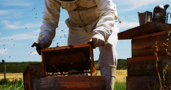 Beekeeper harvesting honey