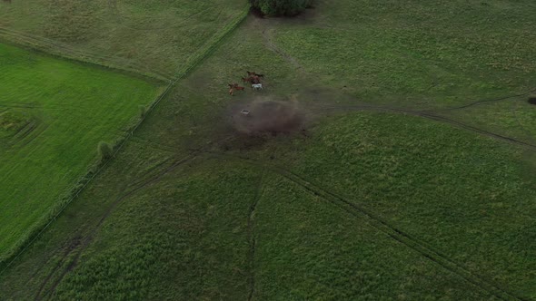 Horses on Field