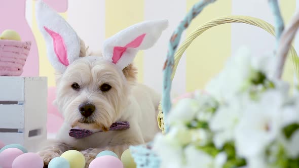 White Dog In Easter Decoration