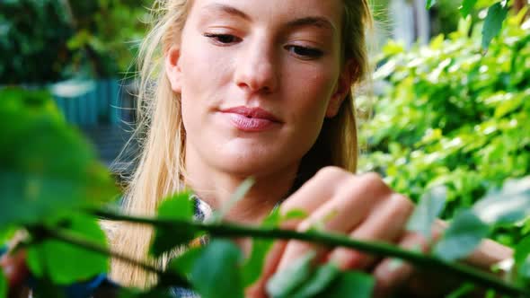 Beautiful woman pruning a plant with pruning shears