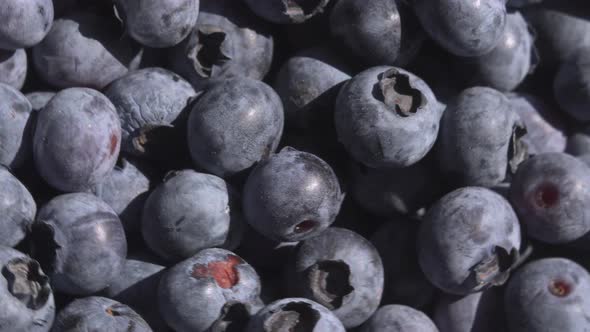 Close Up Blueberry Rotating Background. Lot of Ripe Blueberries Close Up. Organic and Healthy Food.