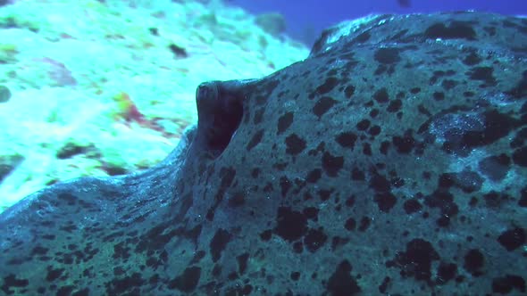 close up of black spotted stingray with cleaner fish cleaning its gill while swimming over coral ree