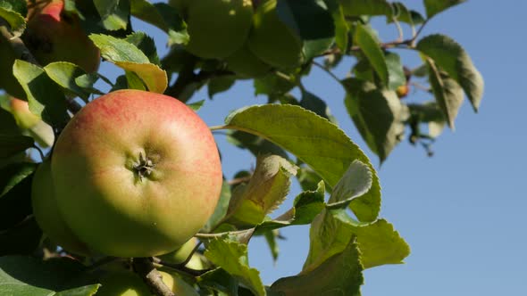 Fresh bicolor tasty organic fruit on apple tree against sky 4K 2160p 30fps UHD footage - Natural bac