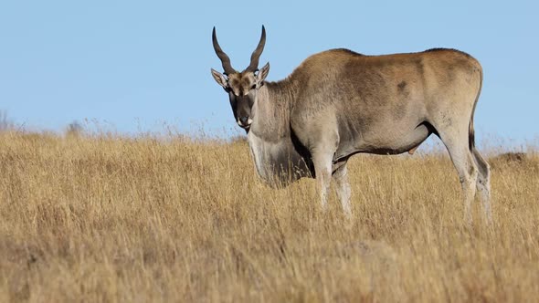 Eland Antelope Feeding In Grassland 