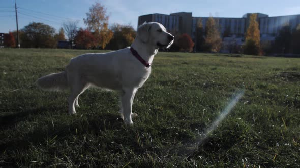 Dog Golden Retriever on the Park in Autumn