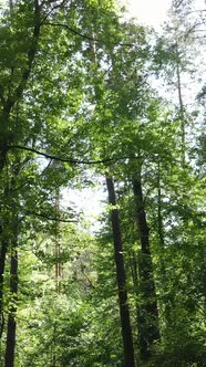 Vertical Video of Green Forest By Day