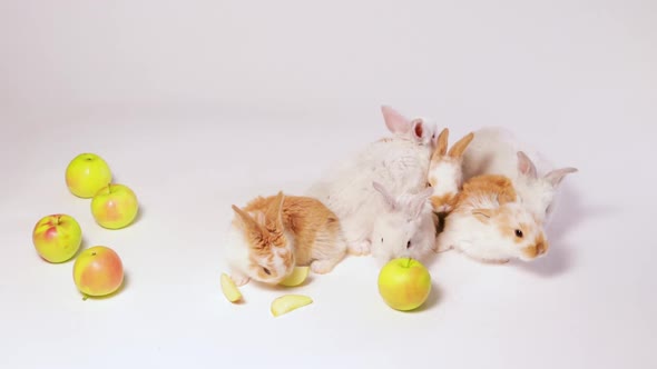 Little Domestic Rabbits Play and Eat Apples on a White Background