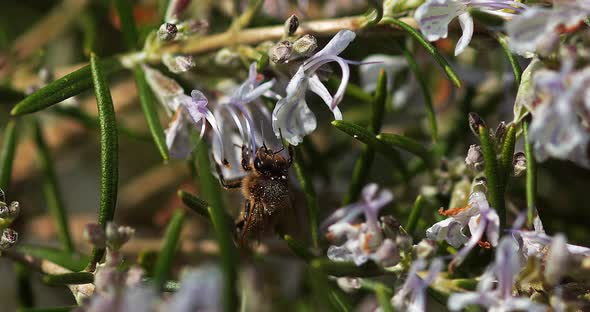 |European Honey Bee, apis mellifera, Bee foraging a Rosemary Flower, Pollination Act, Normandy