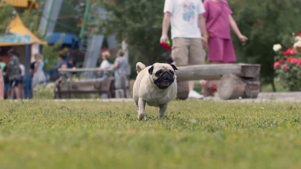 Funny fat pug dog with his tongue hanging out in park on the lawn against the background of people,