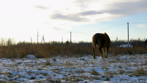 a Horse Grazes in a Meadow in the Fall Picking the Last Grass From the Snow