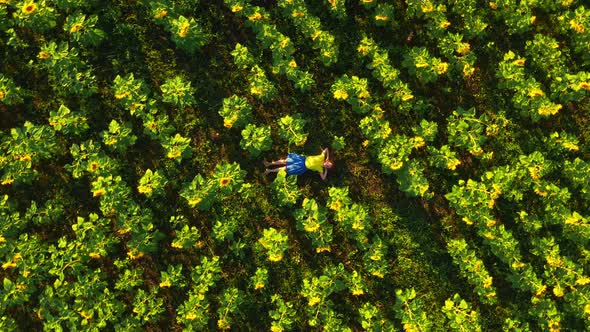 Girl Lies in a Field of Sunflowers, a Smooth Departure, Aerial Photography