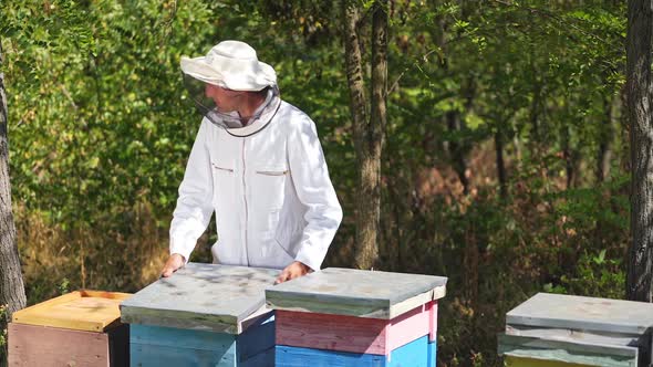 Beekeeper is working with bees and beehives on the apiary. Bees on honeycomb.