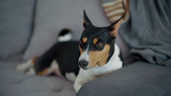 Closeup Shoot of a Cute Sleepy Dog Relaxing Lies on a Gray Sofa