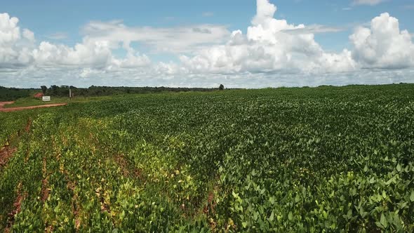 Aerial image shows a field of soybeans.