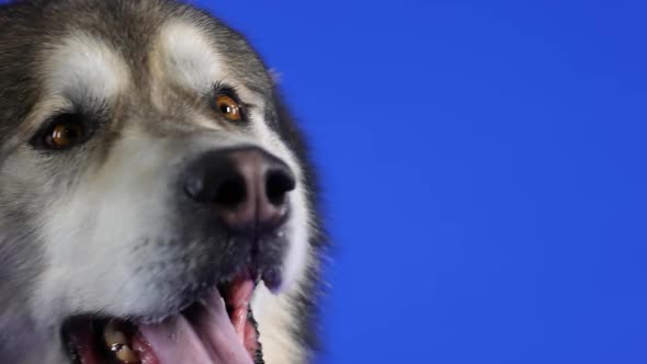 Alaskan Malamute in the Studio on a Blue Background