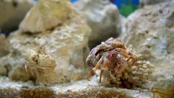 Green Crab or Shore Crab Carcinus Maenas Moves Along the Bottom Covered with Stones and Algae Sea