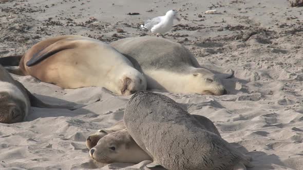 Sea lion laying down on two others