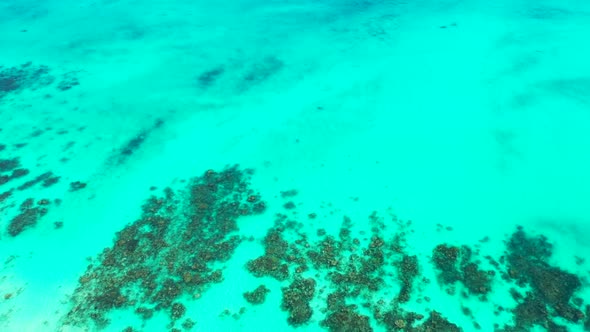 Aerial above abstract of perfect shore beach wildlife by blue ocean with white sandy background of a