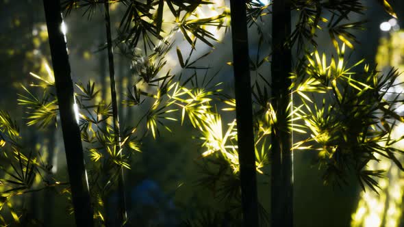 Asian Bamboo Forest with Sunlight