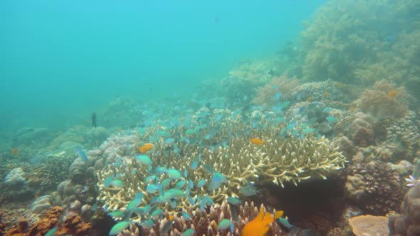 Coral Reef and Tropical Fish Underwater