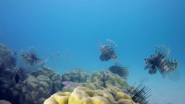 Colorful Lionfish Coral Reef