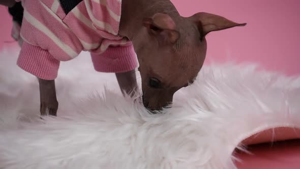 Xoloitzcuintle in a Jumpsuit Stands on a White Fur Blanket in the Studio on a Pink Background