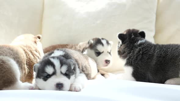 Cute Siberian Husky Puppies Lying On White Bed Under Sunlight