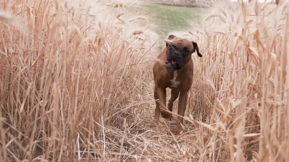 Boxer dog at wheat field looking at camera