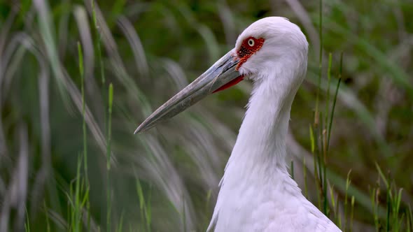 Slow motion closeup of a Maguari Stork looking around against a green blurry background