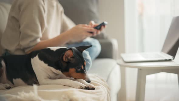 A Cute Basenji Dog Is Lying on a Couch While Its Owner Is Working on a Laptop