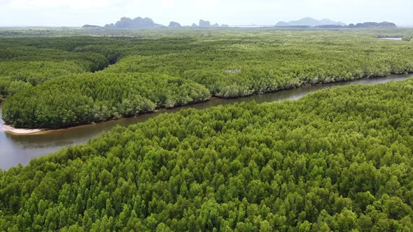 Drone 3Aerial view of mangrove forest and the sea by drone