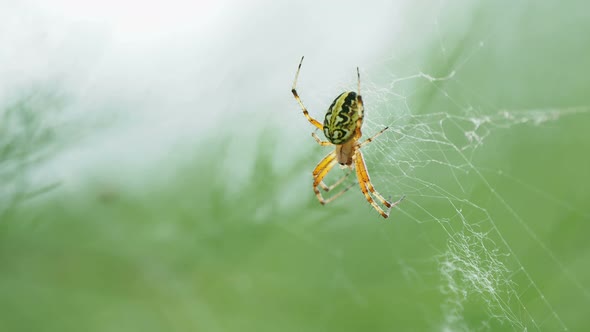 Spider Sitting on Its Web. Kemer, Turkey.
