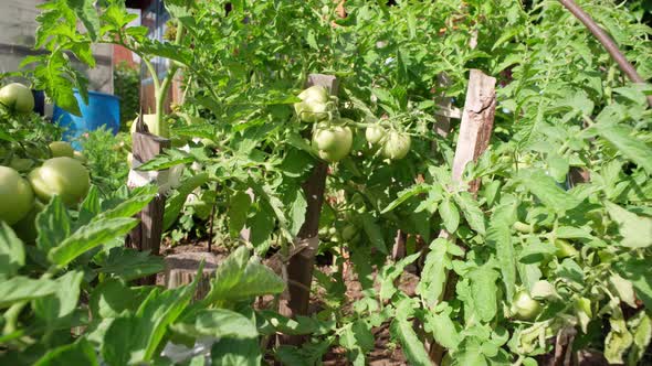 Green Tomato Plants Growing Vegetables in Garden