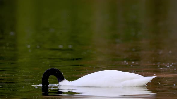 Wildlife landscape shot capturing a beautiful black necked swan, cygnus melancoryphus dive and spin