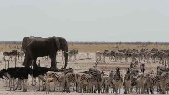 Crowded waterhole with Elephants, zebras, springbok and orix. Etosha 