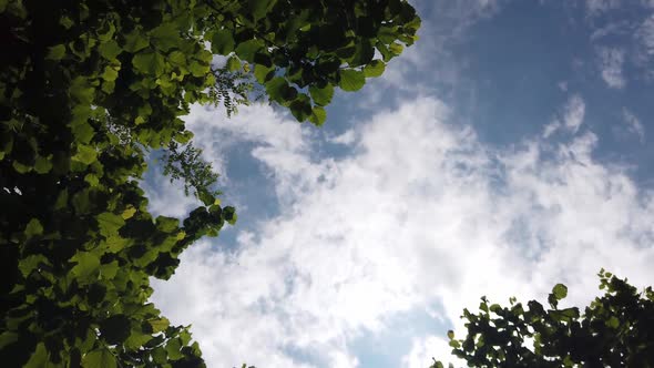 Looking up through tops of trees through green foliage, summer forest