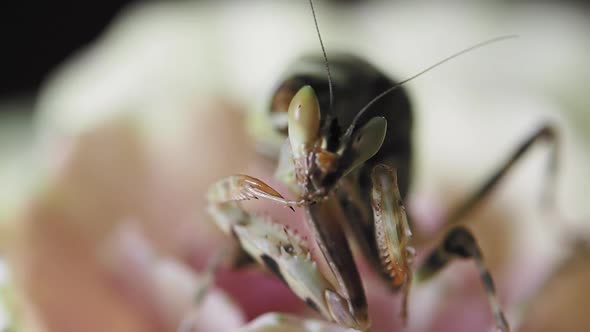 Creobroter Meleagris Mantis Sitting on Pink Flower.