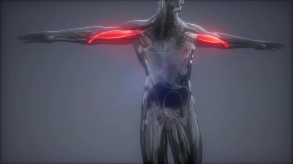 Biceps - Visible Muscle Anatomy Map alt